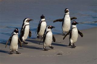 Reservoir Penguins