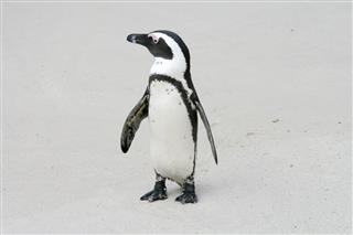 African Penguin In Cape Town
