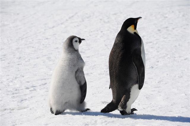 Adult And Baby Penguin