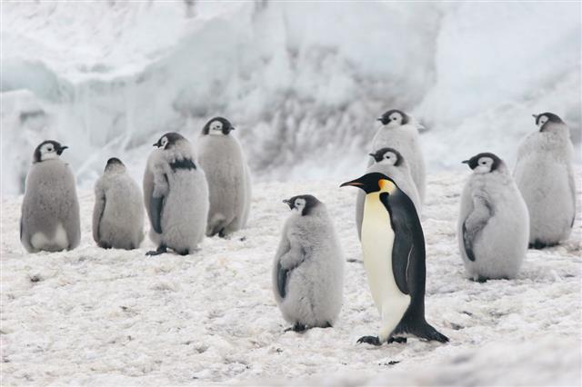Emperor Penguins In Their Natural Habitat