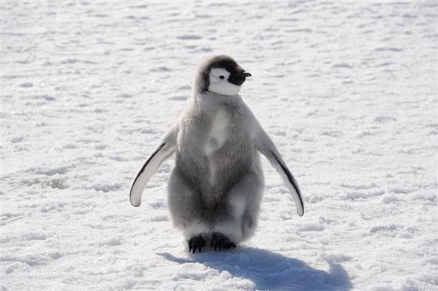 Emperor Penguin Chick