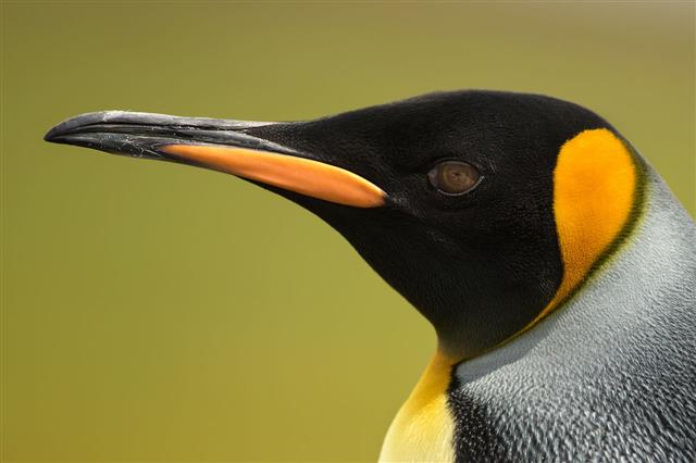 Close Up Of King Penguin