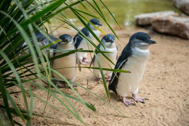 Little Penguins In Australia
