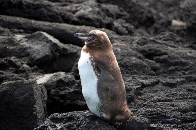 Galapagos Penguin On Bartolom Island