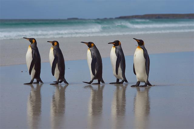 King Penguins Falkland Islands