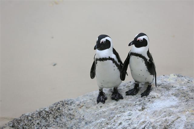 Penguin Holding Hands