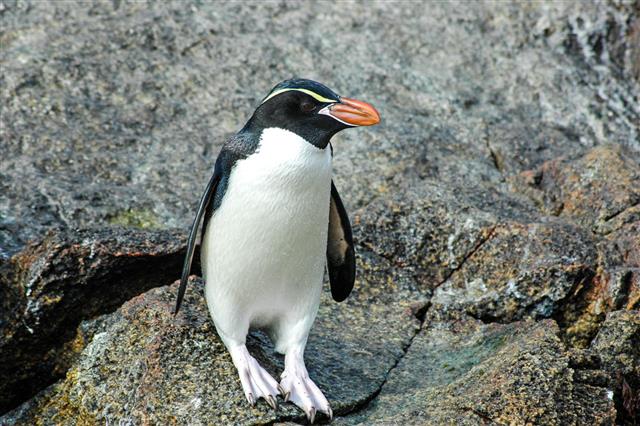 Snares Crested Penguin New Zealand