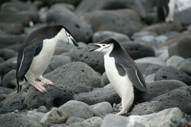 Mating Chinstrap Penguins Penguin Island