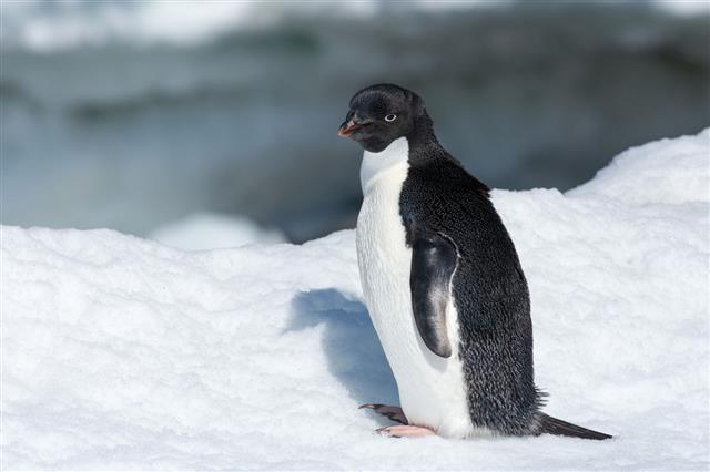 Adelie Penguin Standing On An Iceberg