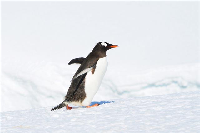 Petermann Penguin