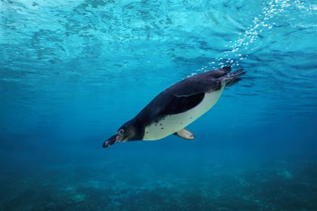 Humboldt Penguin Diving Underwater