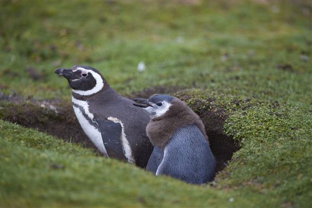 Magellanic Penguin And Chick