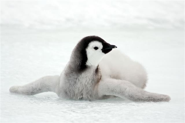 Emperor Penguin Chick Sprawled On Ice