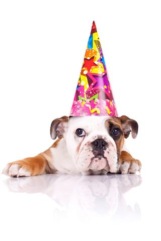 Bulldog Puppy Wearing A Birthday Hat