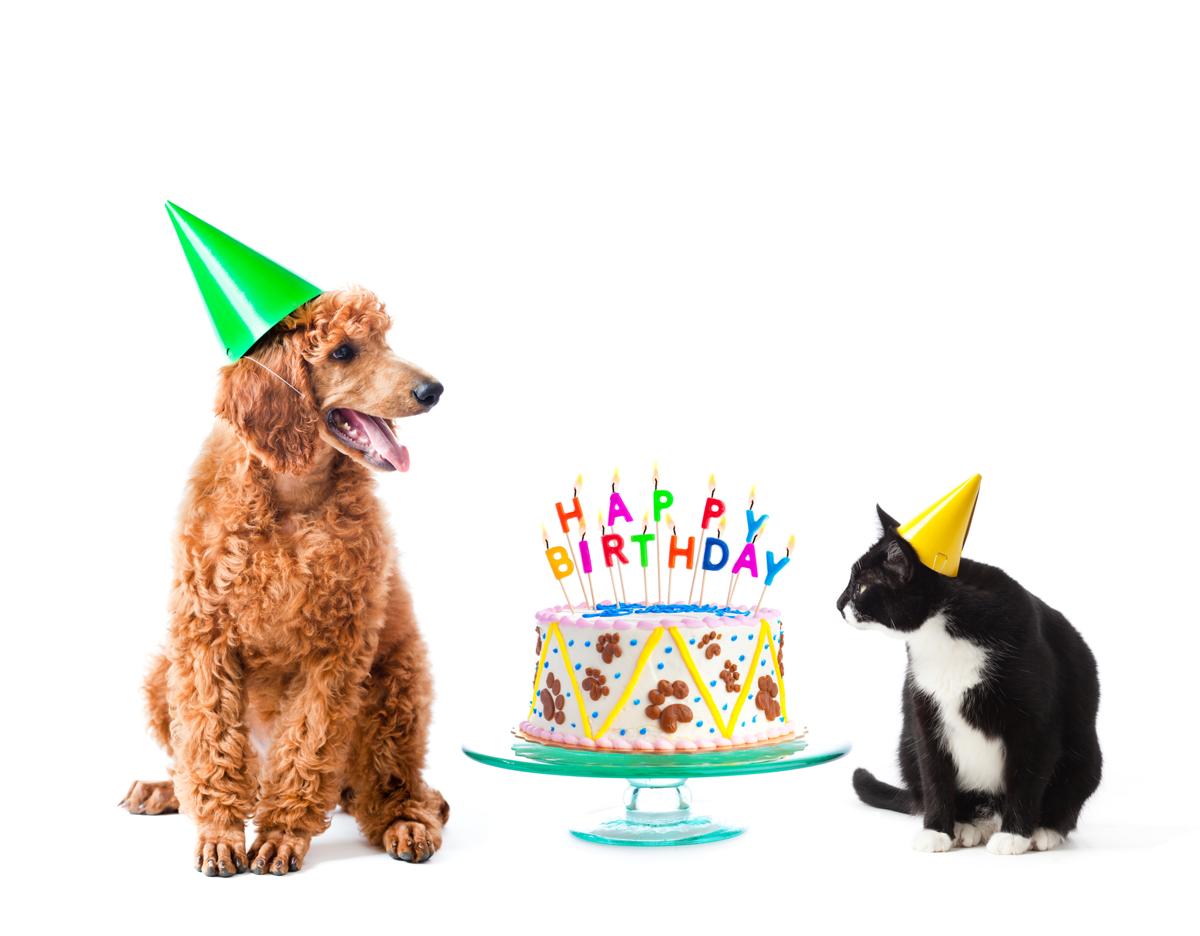 Dog Birthday Cake Recipes DogAppy