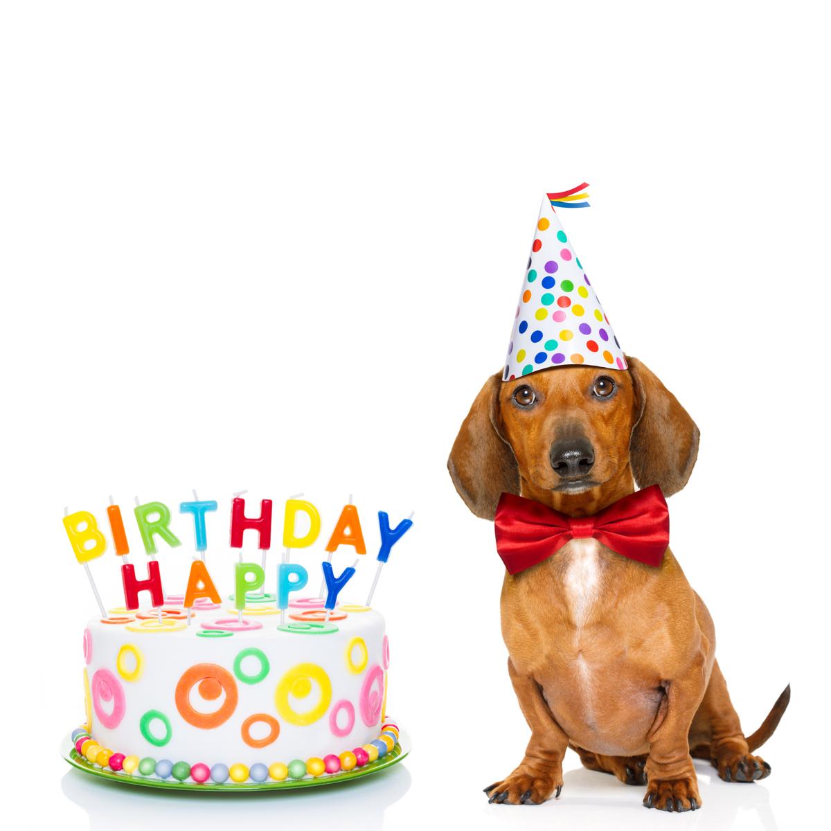 Albums 93+ Wallpaper Happy Birthday From The Dogs Images Excellent