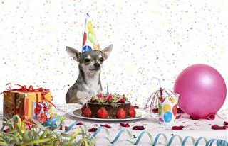 Chihuahua at table and looking to a birthday cake