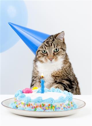 A cat wearing a party hat and sitting in front of a cake