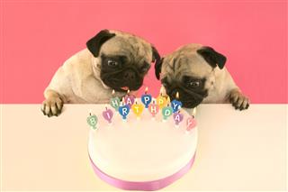 Pug dogs blow out candles on birthday cake