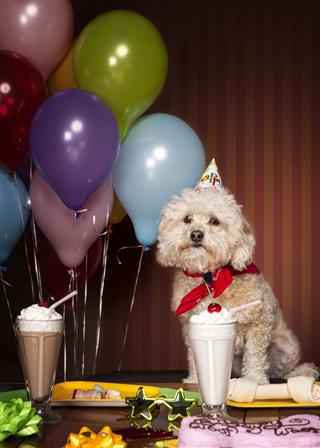 Doggy Birthday Party