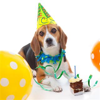 Pet first birthday party celebration