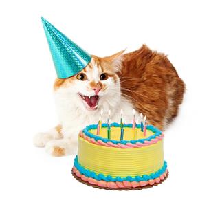 Funny Mad Birthday Cat With Cake