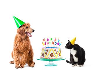 Birthday Party Puppy Poodle and Cat with Cake on White