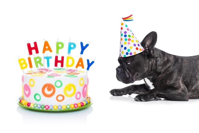 Happy birthday dog and cake