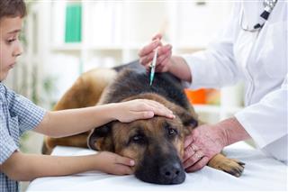 Veterinary Surgeon Vaccinating German Shepherd