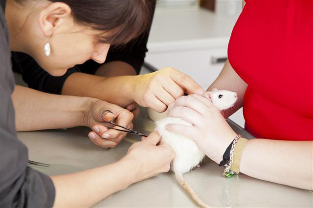 Domestic Rat Getting Sutured After Surgery