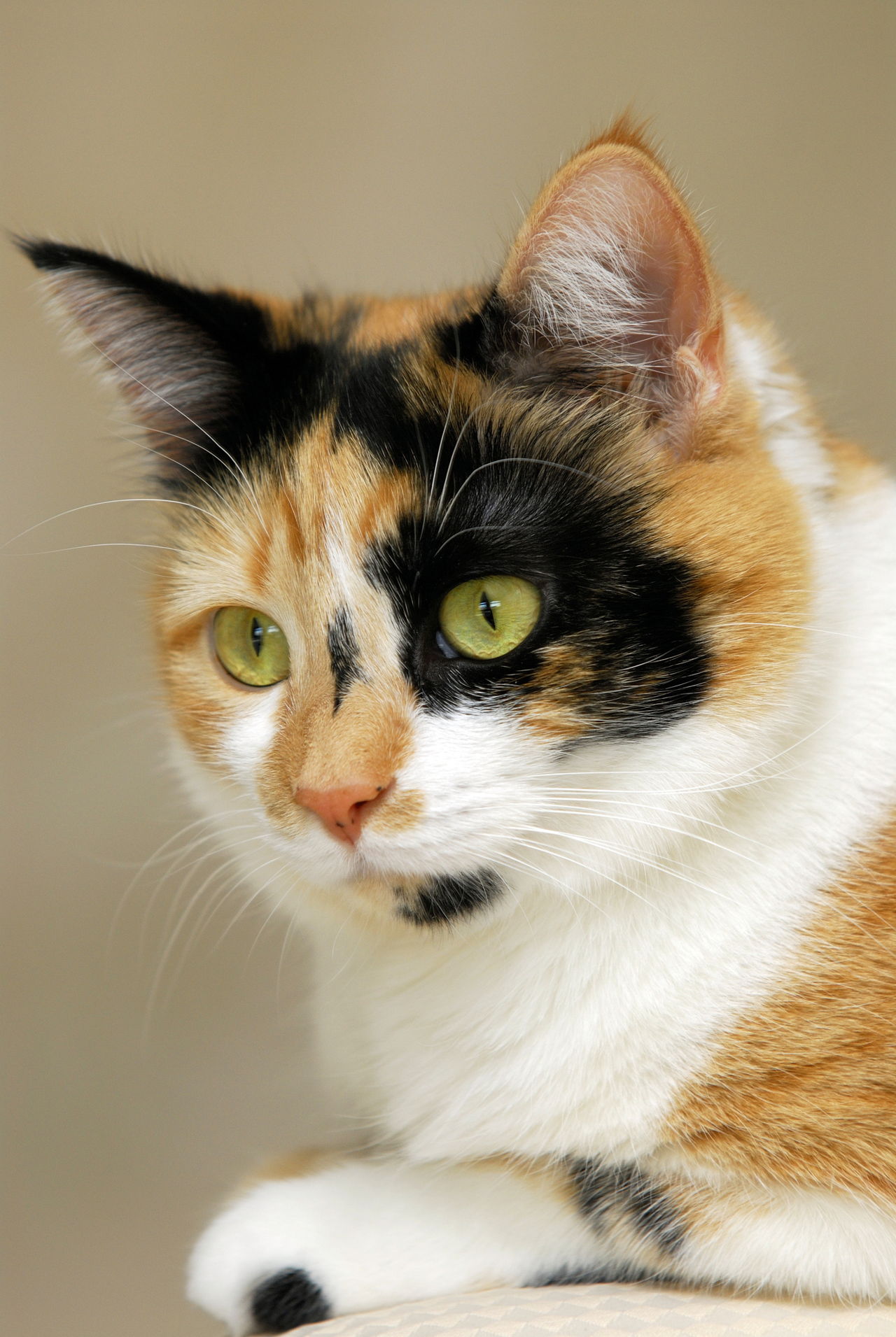 Awesome Facts About Calico Cats That are Sure to Blow Your Mind