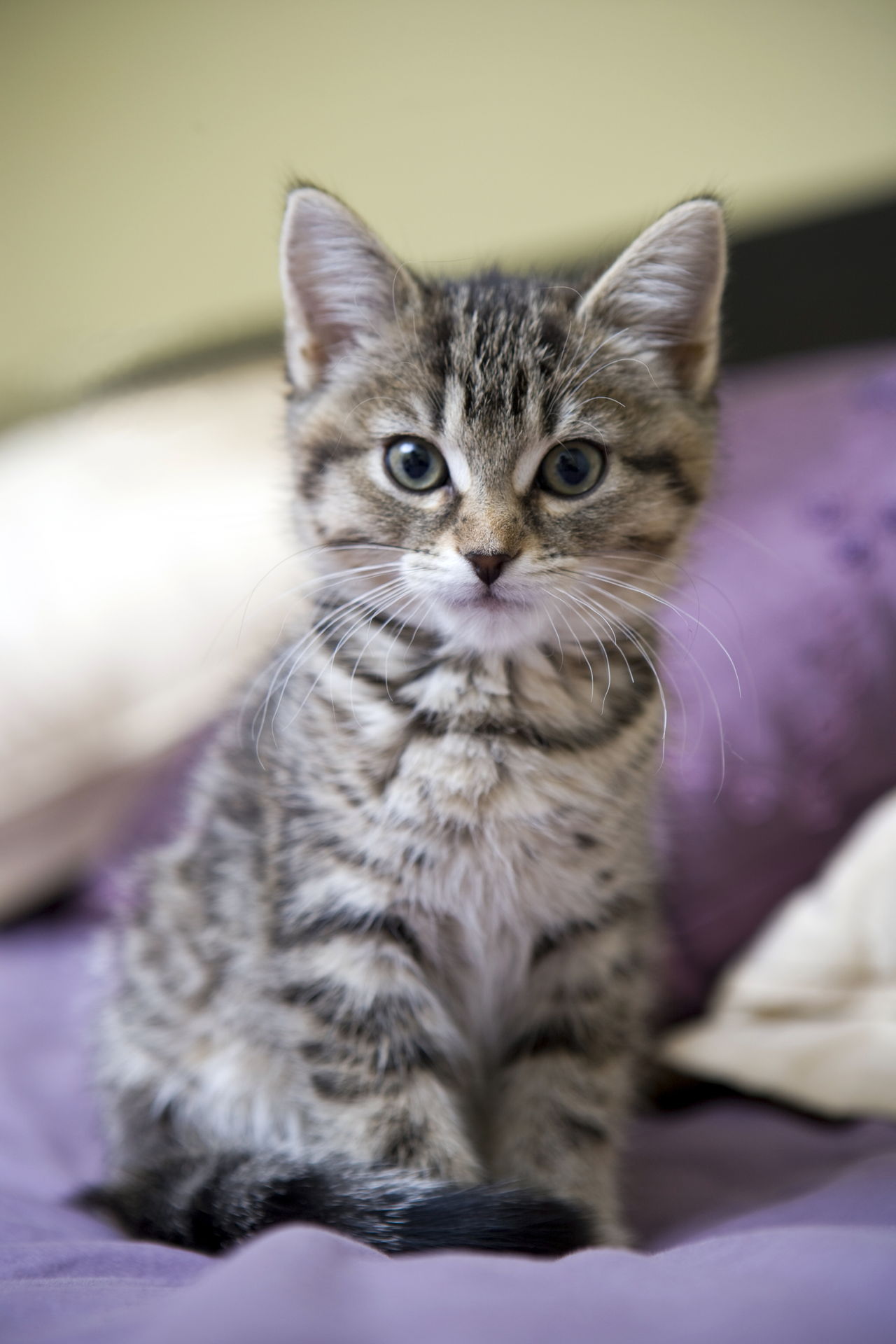 grey striped kitten