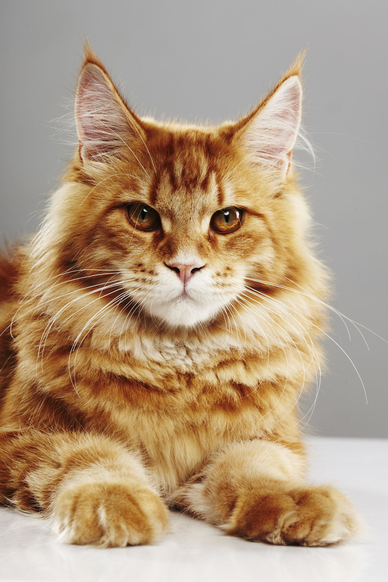 7 Large Domestic Cat Breeds That Make for Affectionate Companions Cat