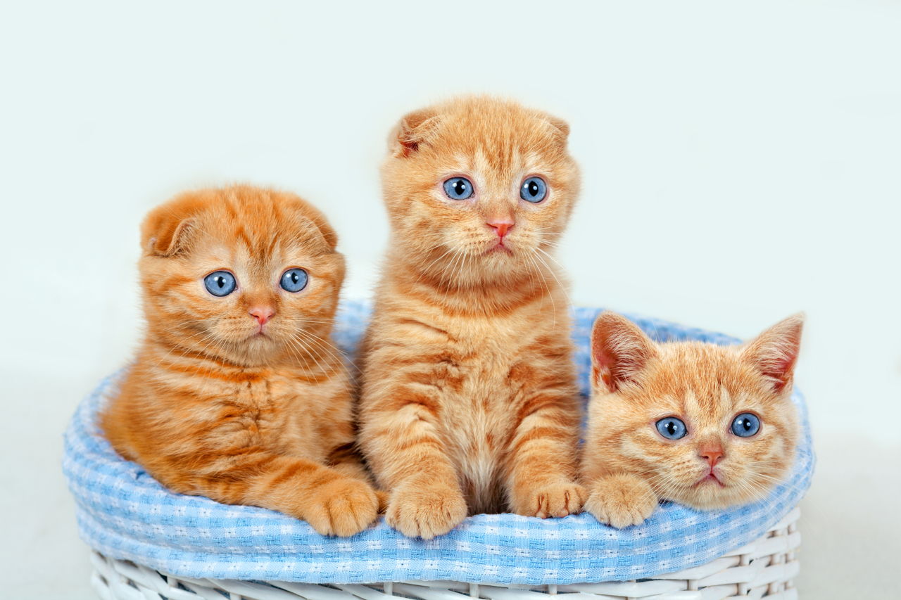 tabby kittens orange
