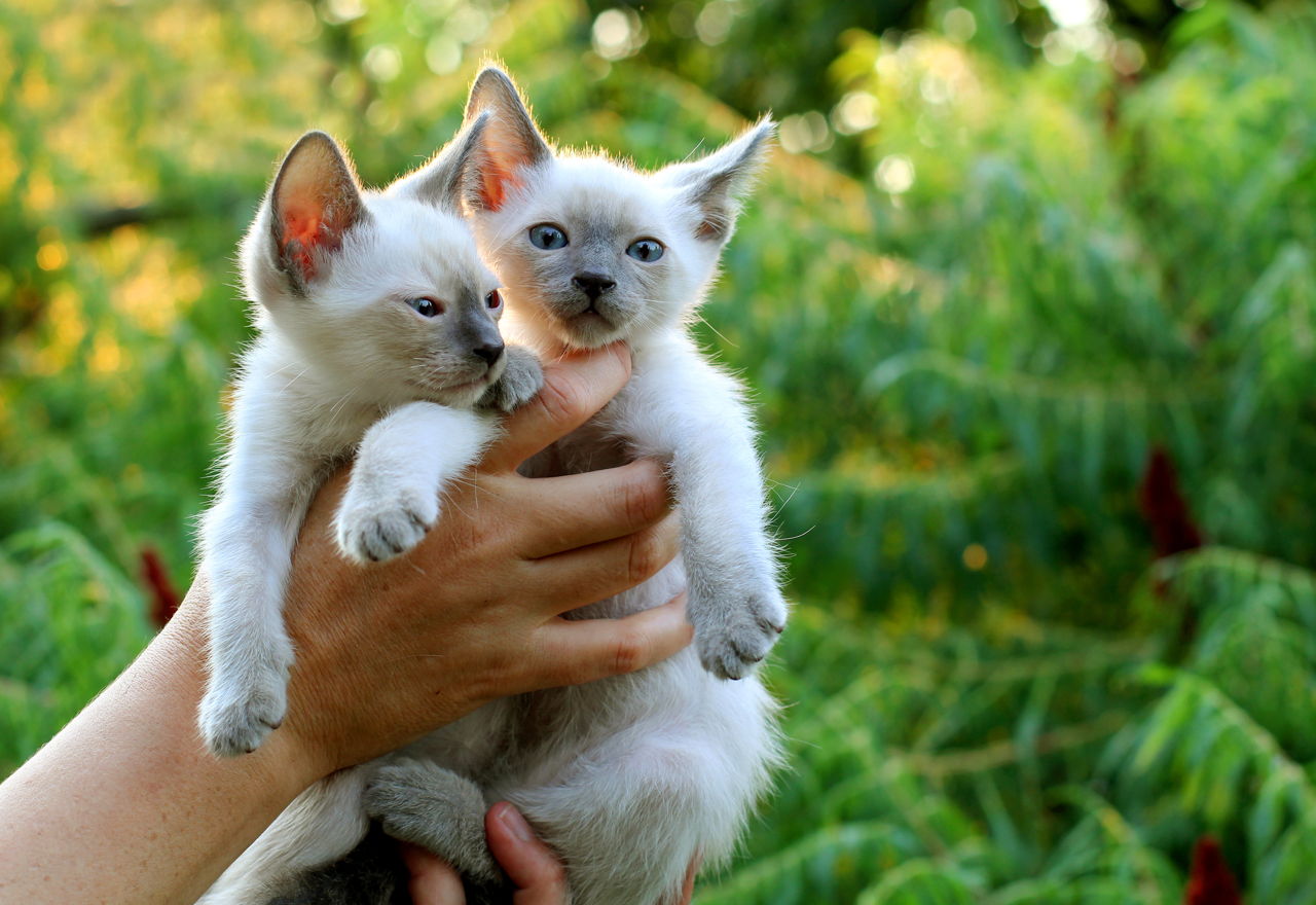 Check Out the Distinct Personality of the Snowshoe Siamese ...