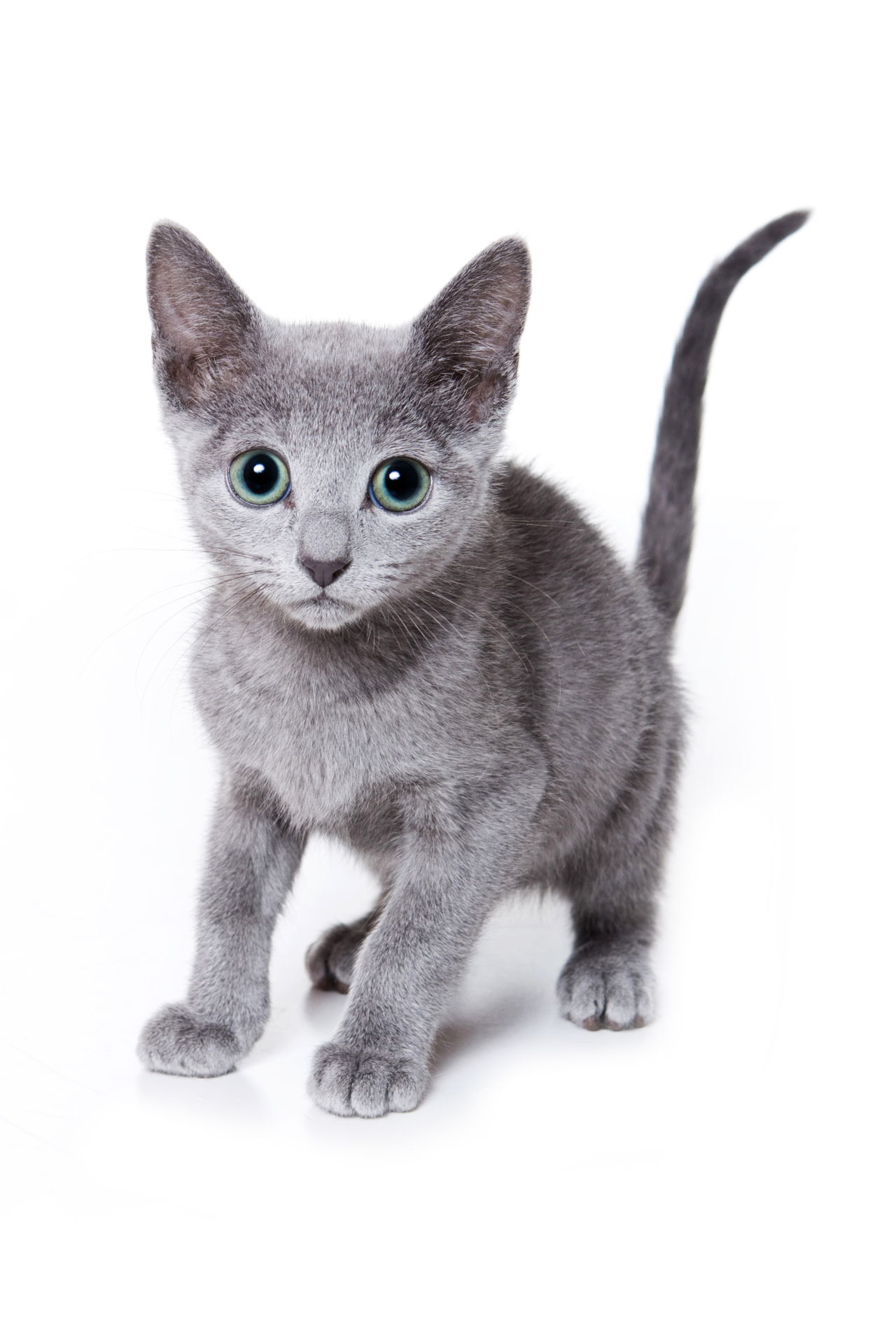 The Angel of Cuteness: Russian Blue Cat Personality - Cat Appy