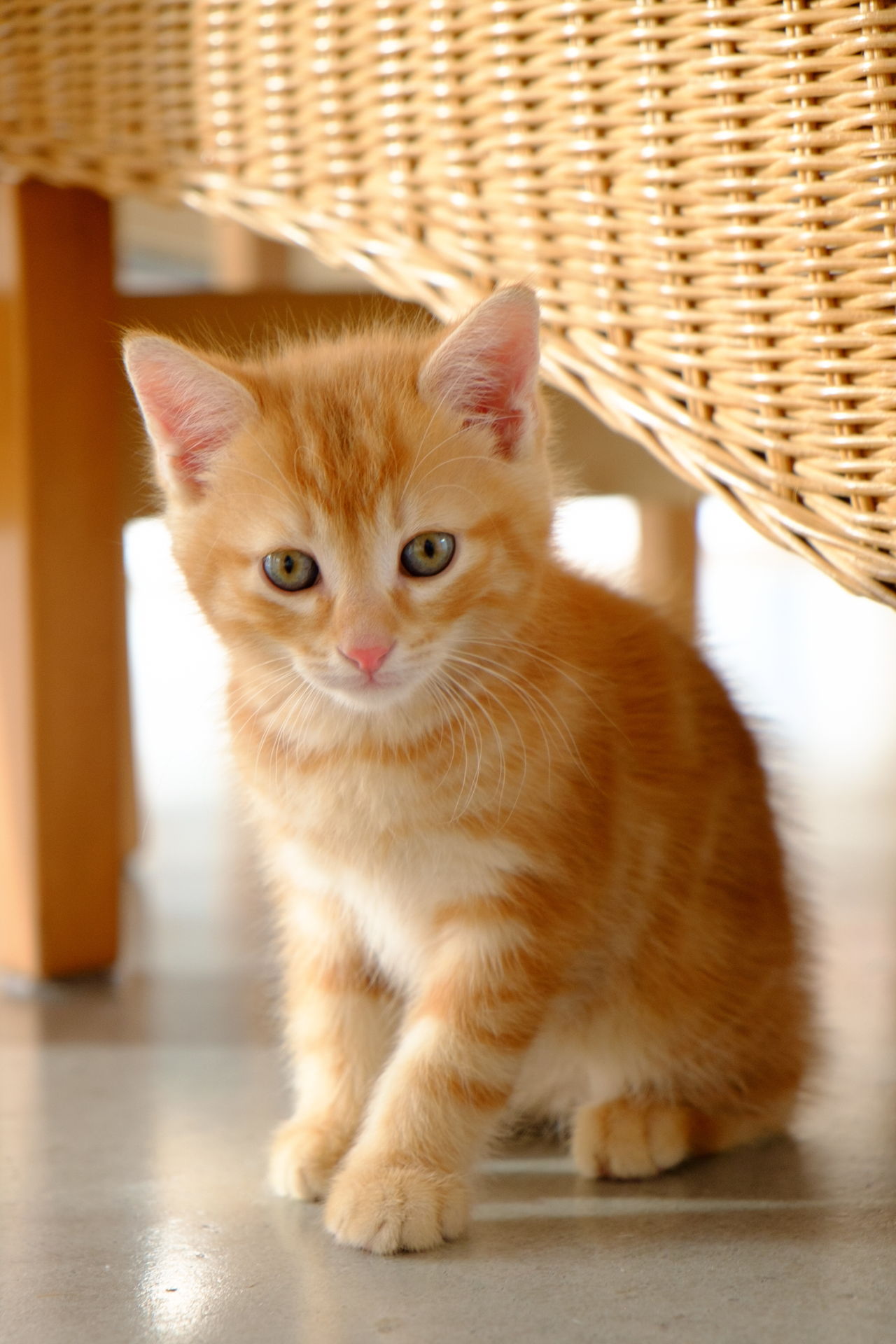 Kawaii Neko: 100 Cute Japanese Cat Names With Their Meanings