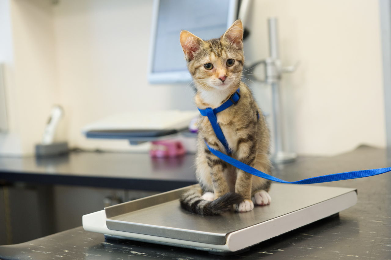 What Causes Weight Loss in Cats?