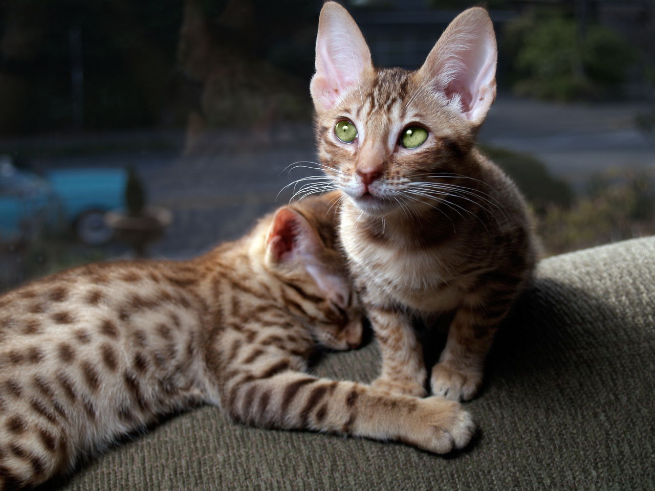 7 Large Domestic Cat Breeds That Make for Affectionate Companions Cat