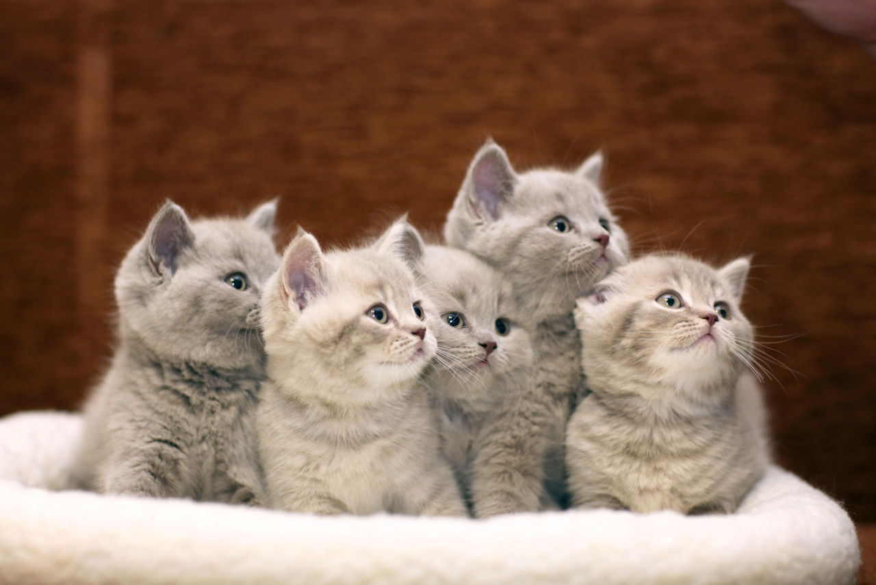  Kawaii  Neko 100 Cute  Japanese Cat  Names With Their 