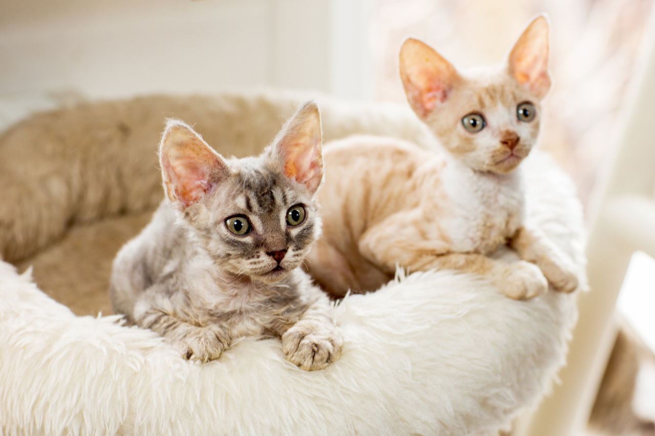 These 5 Cat Breeds That Don't Shed are Catastrophically Cute