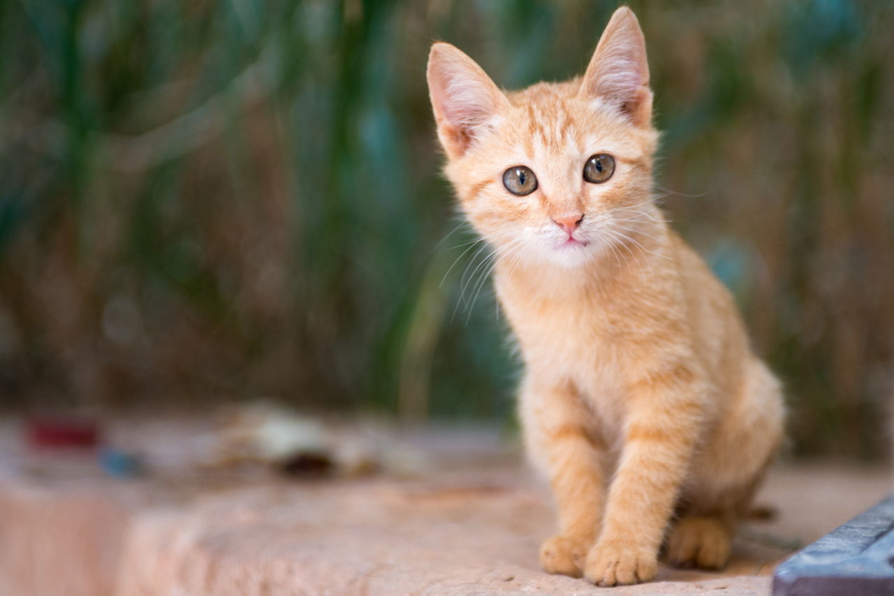 Kawaii Neko: 100 Cute Japanese Cat Names With Their Meanings