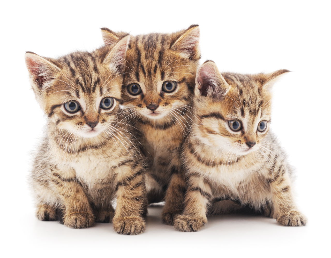Kawaii Neko: 100 Cute Japanese Cat Names With Their ...