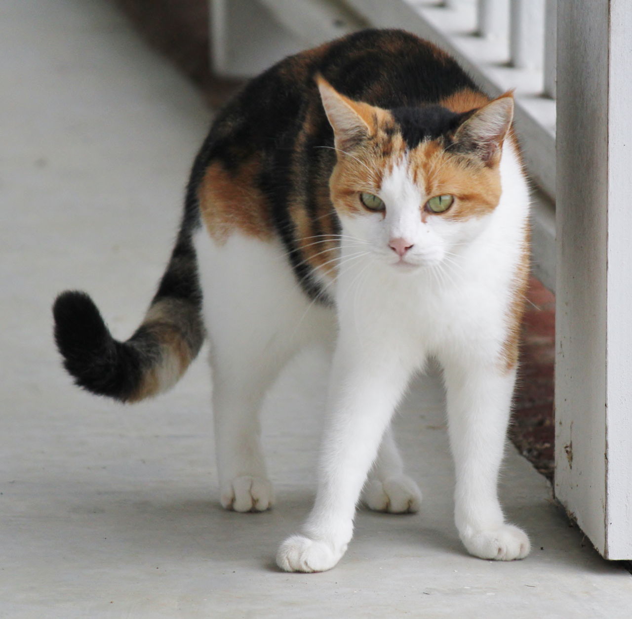 Awesome Facts About Calico  Cats  That are Sure to Blow Your 