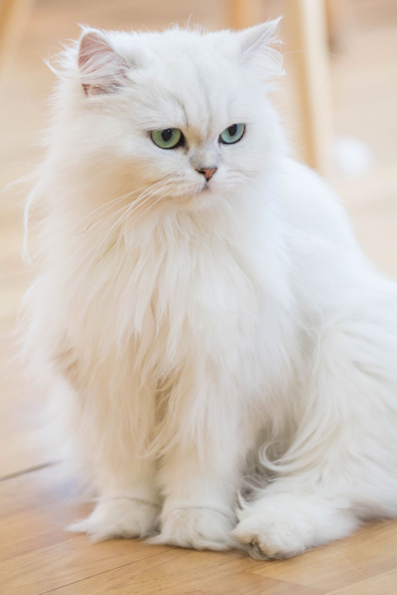 Unique Pure White Fluffy Cat With Blue Eyes wallpaper craft