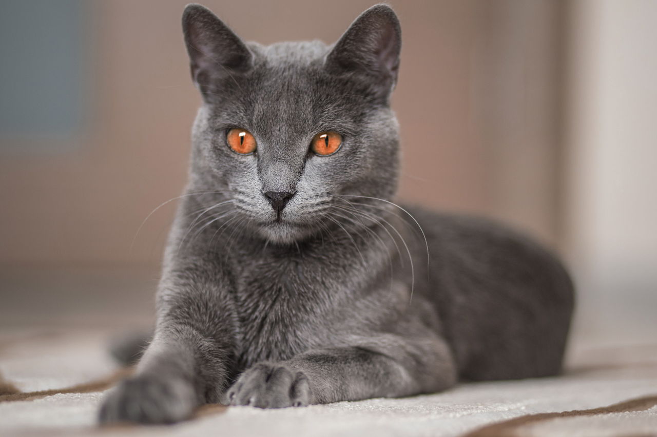 The Angel of Cuteness: Russian Blue Cat Personality - Cat Appy
