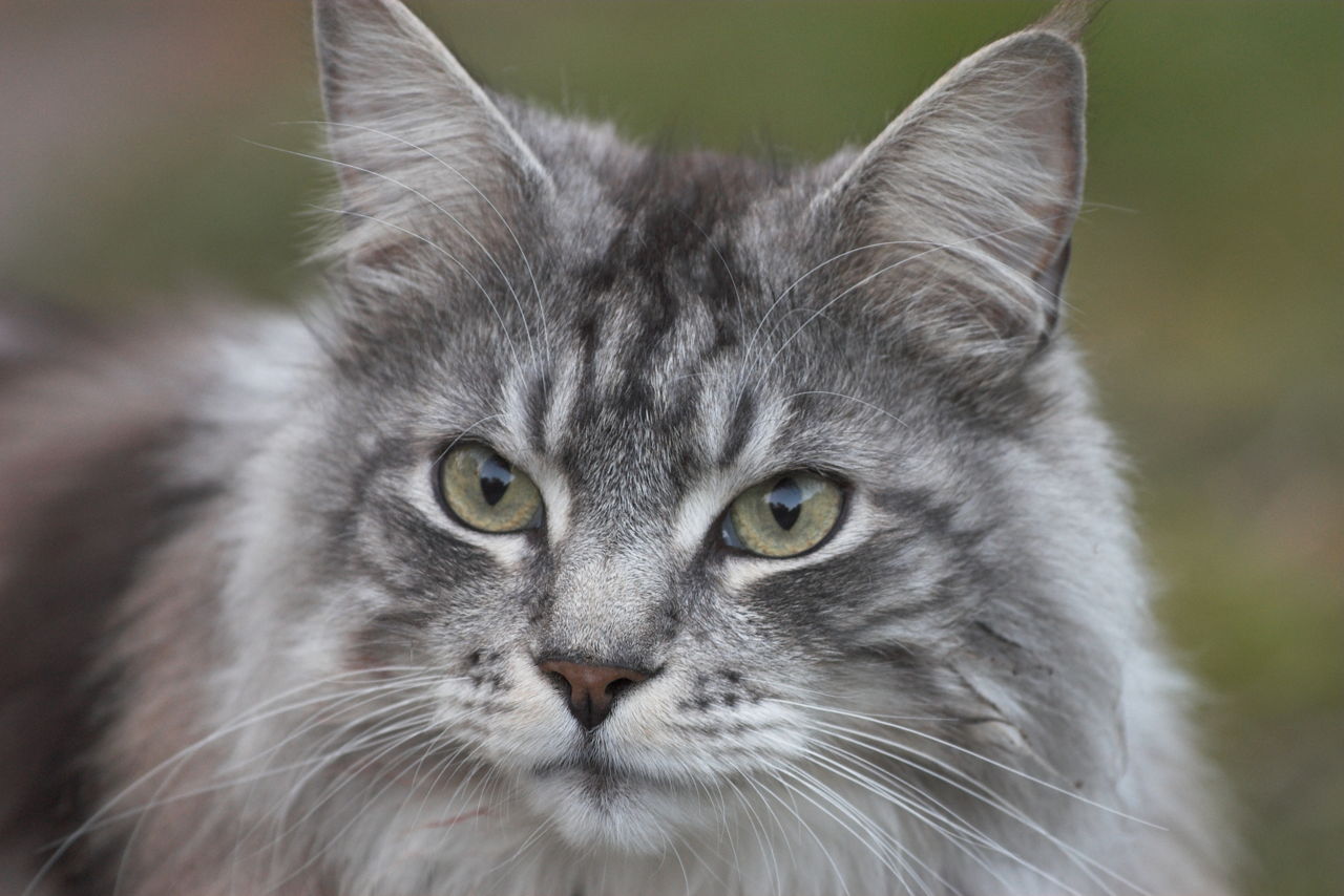 gray spotted tabby cat