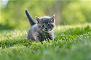 Small Gray Kitten