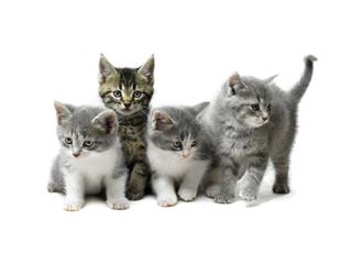 Kittens Isolated On White