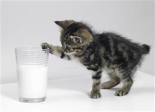 Kitten Touching Glass Of Milk